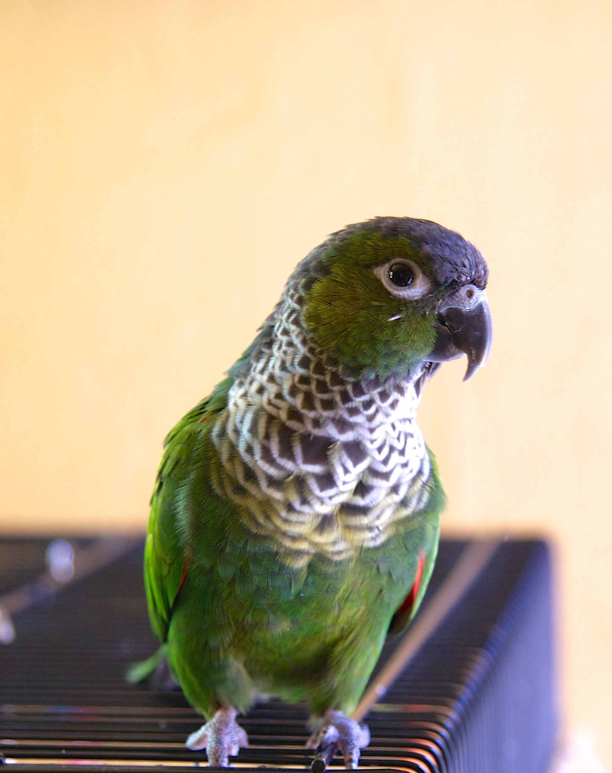 Pyrura skalná - Pyrrhura rupicola